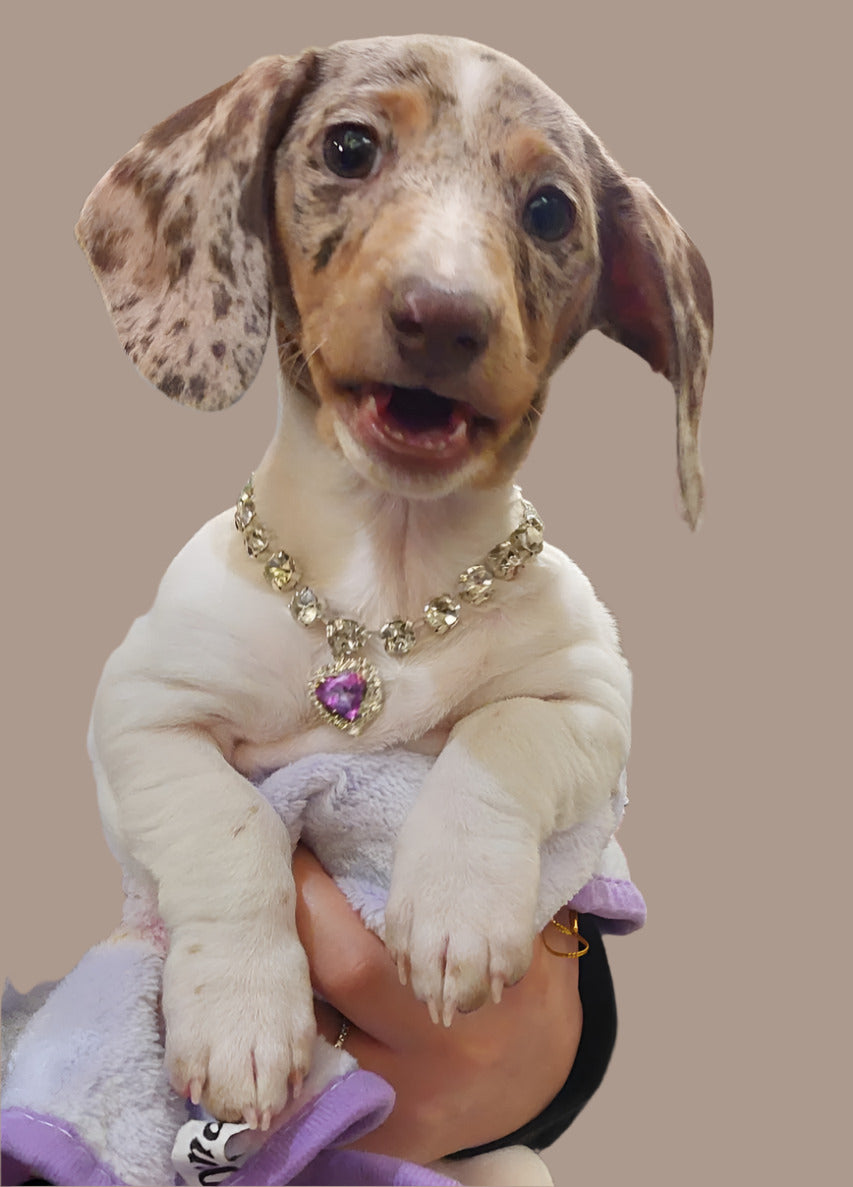 Pet Necklace Snowy's Crystal Lilac Heart