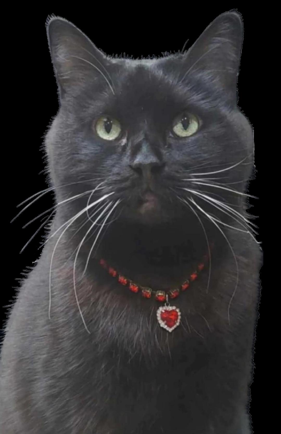 Pet Necklace Ruby